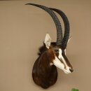 Antilope nera (Hippotragus niger) HL 92 cm Testa Corna sciolte Spalla Preparato Africa Antilope