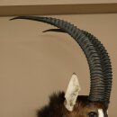 Antilope nera (Hippotragus niger) HL 92 cm Testa Corna sciolte Spalla Preparato Africa Antilope