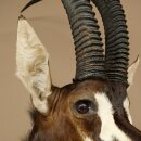 Antilope nera (Hippotragus niger) HL 92 cm Testa Corna sciolte Spalla Preparato Africa Antilope