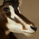 Antilope nera (Hippotragus niger) HL 92 cm Testa Corna sciolte Spalla Preparato Africa Antilope