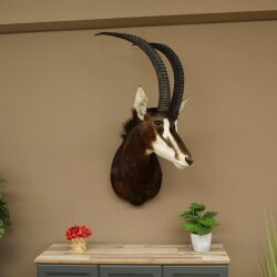 Antilope nera (Hippotragus niger) HL 92 cm Testa Corna sciolte Spalla Preparato Africa Antilope