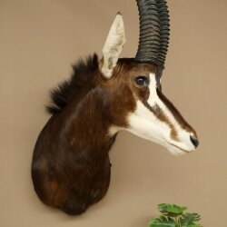 Antilope nera (Hippotragus niger) HL 92 cm Testa Corna sciolte Spalla Preparato Africa Antilope