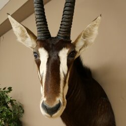 Antilope nera (Hippotragus niger) HL 92 cm Testa Corna sciolte Spalla Preparato Africa Antilope