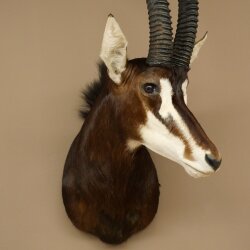 Antilope nera (Hippotragus niger) HL 92 cm Testa Corna sciolte Spalla Preparato Africa Antilope