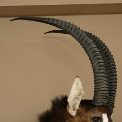 Antilope nera (Hippotragus niger) HL 92 cm Testa Corna sciolte Spalla Preparato Africa Antilope