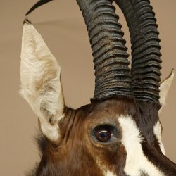 Antilope nera (Hippotragus niger) HL 92 cm Testa Corna sciolte Spalla Preparato Africa Antilope