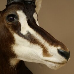 Antilope nera (Hippotragus niger) HL 92 cm Testa Corna sciolte Spalla Preparato Africa Antilope