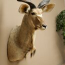 Kudu Kopf Hörner lose Präparat Antilope Afrika Kopfpräparat gedreht Hornlänge 122 cm 95.2.22