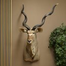 Kudu kop hoorns los preparaat antilope Afrika kop...