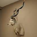 Kudu Kopf Hörner lose Präparat Antilope Afrika Kopfpräparat gedreht Hornlänge 122 cm 95.2.22