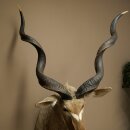 Kudu Kopf Hörner lose Präparat Antilope Afrika Kopfpräparat gedreht Hornlänge 122 cm 95.2.22