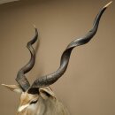 Kudu Kopf Hörner lose Präparat Antilope Afrika Kopfpräparat gedreht Hornlänge 122 cm 95.2.22