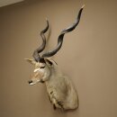 Kudu Kopf Hörner lose Präparat Antilope Afrika Kopfpräparat gedreht Hornlänge 122 cm 95.2.22