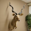 Kudu Kopf Hörner lose Präparat Antilope Afrika Kopfpräparat gedreht Hornlänge 122 cm 95.2.22