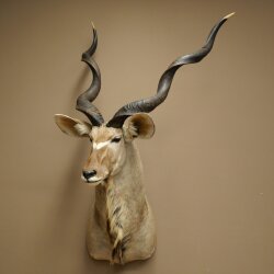 Kudu Kopf Hörner lose Präparat Antilope Afrika Kopfpräparat gedreht Hornlänge 122 cm 95.2.22