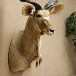 Kudu Kopf Hörner lose Präparat Antilope Afrika Kopfpräparat gedreht Hornlänge 122 cm 95.2.22