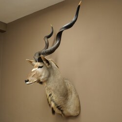Kudu Kopf Hörner lose Präparat Antilope Afrika Kopfpräparat gedreht Hornlänge 122 cm 95.2.22