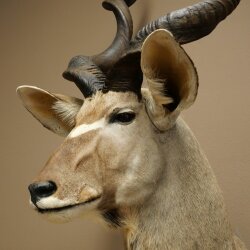 Kudu Kopf Hörner lose Präparat Antilope Afrika Kopfpräparat gedreht Hornlänge 122 cm 95.2.22
