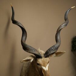 Kudu Kopf Hörner lose Präparat Antilope Afrika Kopfpräparat gedreht Hornlänge 122 cm 95.2.22