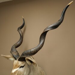 Kudu Kopf Hörner lose Präparat Antilope Afrika Kopfpräparat gedreht Hornlänge 122 cm 95.2.22