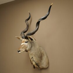 Kudu Kopf Hörner lose Präparat Antilope Afrika Kopfpräparat gedreht Hornlänge 122 cm 95.2.22
