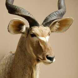 Kudu Kopf Hörner lose Präparat Antilope Afrika Kopfpräparat gedreht Hornlänge 122 cm 95.2.22