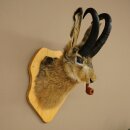 Liebre con silbato Liebre Wolpi Gamo Wolpi Liebre Wolpertinger Wolpi Preparado en placa de trofeo n.º 141