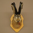 Liebre con silbato Liebre Wolpi Gamo Wolpi Liebre Wolpertinger Wolpi Preparado en placa de trofeo n.º 141