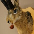 Liebre con silbato Liebre Wolpi Gamo Wolpi Liebre Wolpertinger Wolpi Preparado en placa de trofeo n.º 141