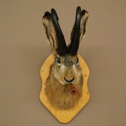 Liebre con silbato Liebre Wolpi Gamo Wolpi Liebre Wolpertinger Wolpi Preparado en placa de trofeo n.º 141