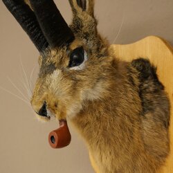 Liebre con silbato Liebre Wolpi Gamo Wolpi Liebre Wolpertinger Wolpi Preparado en placa de trofeo n.º 141