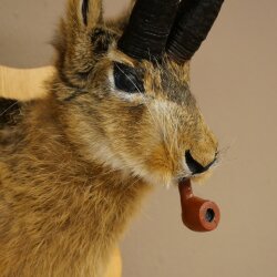 Liebre con silbato Liebre Wolpi Gamo Wolpi Liebre Wolpertinger Wolpi Preparado en placa de trofeo n.º 141