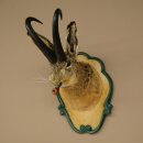 Hasenbock mit Pfeife Hasenwolpi Gamsschlauch Hase Bock Wolpertinger Wolpi Präparat auf geschnitztem Trophäenschild #142