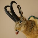 Hasenbock mit Pfeife Hasenwolpi Gamsschlauch Hase Bock Wolpertinger Wolpi Präparat auf geschnitztem Trophäenschild #142