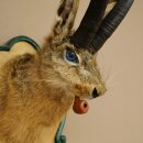 Hasenbock mit Pfeife Hasenwolpi Gamsschlauch Hase Bock Wolpertinger Wolpi Präparat auf geschnitztem Trophäenschild #142
