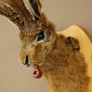 Conejo con silbato Cuernos de ciervo Conejo Ciervo Wolpertinger Wolpi Conejo Wolpi Preparado en placa de trofeo n.º 44