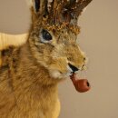 Conejo con silbato Cuernos de ciervo Conejo Ciervo Wolpertinger Wolpi Conejo Wolpi Preparado en placa de trofeo n.º 44