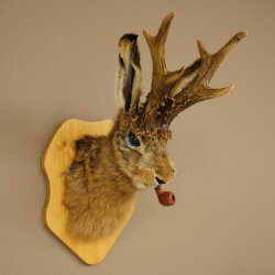 Conejo con silbato Cuernos de ciervo Conejo Ciervo Wolpertinger Wolpi Conejo Wolpi Preparado en placa de trofeo n.º 44