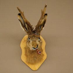Conejo con silbato Cuernos de ciervo Conejo Ciervo Wolpertinger Wolpi Conejo Wolpi Preparado en placa de trofeo n.º 44