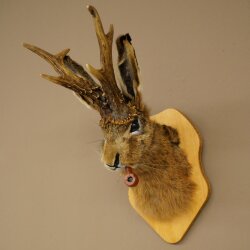 Conejo con silbato Cuernos de ciervo Conejo Ciervo Wolpertinger Wolpi Conejo Wolpi Preparado en placa de trofeo n.º 44