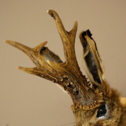 Conejo con silbato Cuernos de ciervo Conejo Ciervo Wolpertinger Wolpi Conejo Wolpi Preparado en placa de trofeo n.º 44
