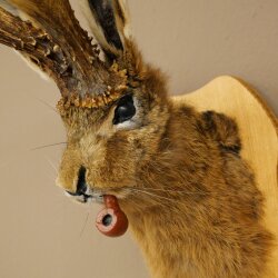 Conejo con silbato Cuernos de ciervo Conejo Ciervo Wolpertinger Wolpi Conejo Wolpi Preparado en placa de trofeo n.º 44
