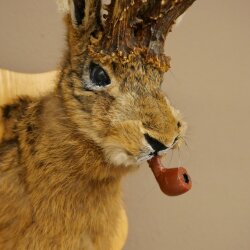 Conejo con silbato Cuernos de ciervo Conejo Ciervo Wolpertinger Wolpi Conejo Wolpi Preparado en placa de trofeo n.º 44