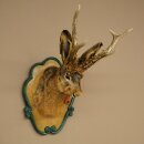 Lepre con fischietto Corna di capriolo Lepre Capriolo Wolpertinger Wolpi Lepre Wolpi Preparato su trofeo intagliato #45