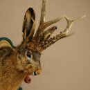Lepre con fischietto Corna di capriolo Lepre Capriolo Wolpertinger Wolpi Lepre Wolpi Preparato su trofeo intagliato #45
