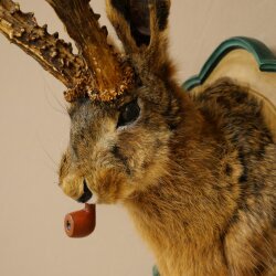 Lepre con fischietto Corna di capriolo Lepre Capriolo Wolpertinger Wolpi Lepre Wolpi Preparato su trofeo intagliato #45