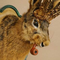 Lepre con fischietto Corna di capriolo Lepre Capriolo Wolpertinger Wolpi Lepre Wolpi Preparato su trofeo intagliato #45