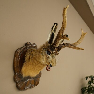 Hasenwolpi Liebre macho con silbato Cuernos de ciervo Liebre macho Wolpertinger Wolpi Preparado sobre placa trofeo tallada