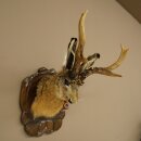 Hasenwolpi Liebre macho con silbato Cuernos de ciervo Liebre macho Wolpertinger Wolpi Preparado sobre placa trofeo tallada