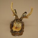 Hasenwolpi Liebre macho con silbato Cuernos de ciervo Liebre macho Wolpertinger Wolpi Preparado sobre placa trofeo tallada
